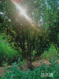 高度300厘米李子树