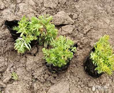 高度5厘米金叶佛甲草