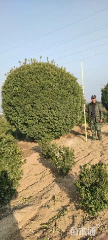 冠幅200厘米大叶黄杨球