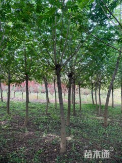 10公分枫杨