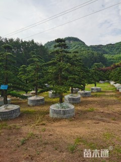 髯毛八角枫