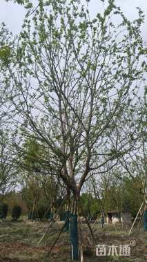 28公分朴树