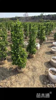 高度150厘米火山榕