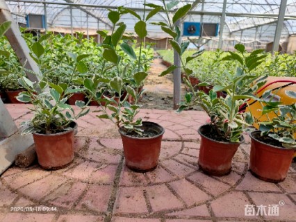 高度30厘米金冠黄杨