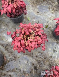 高度25厘米红宝石南天竹