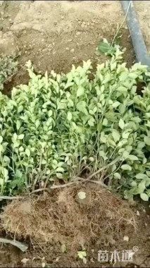 高度30厘米卫矛