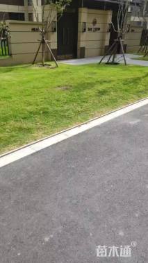 草卷状早熟禾草