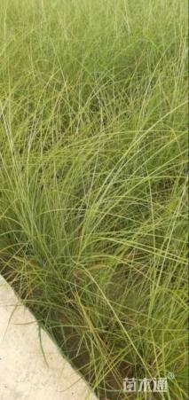 高度50厘米细叶芒