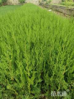 高度30厘米侧柏