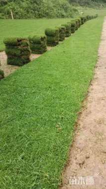 草卷状马尼拉草