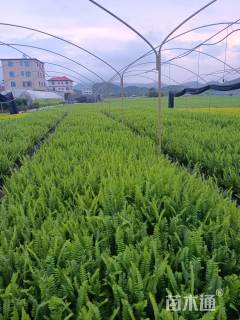 高度33厘米排骨草