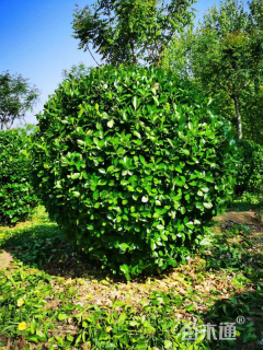 冠幅150厘米卫矛球