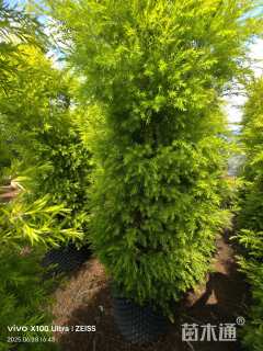 冠幅60厘米千层金球