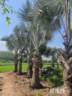 裸干高100厘米霸王棕