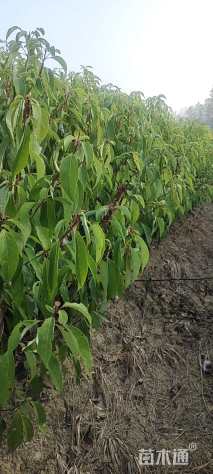 高度110厘米香樟小苗