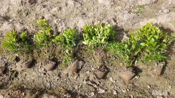 高度45厘米石岩杜鹃