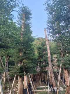 10公分小叶榄仁