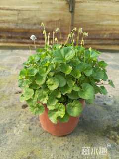 高度25厘米肾叶堇