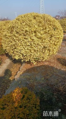 冠幅180厘米亮金女贞球