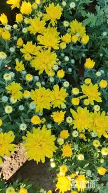 高度25厘米国庆菊