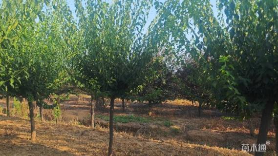 14公分骨里红梅