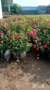 高度40厘米红宝石冰月季