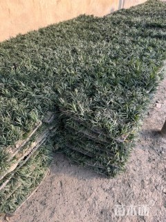 高度5厘米玉龙草