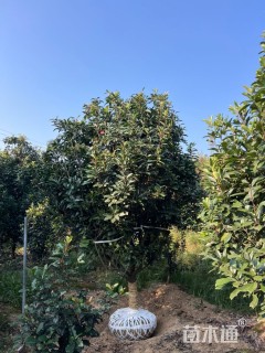 高度350厘米中华石楠