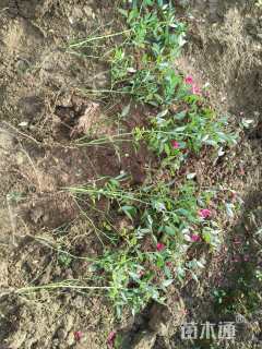 高度40厘米丰花月季