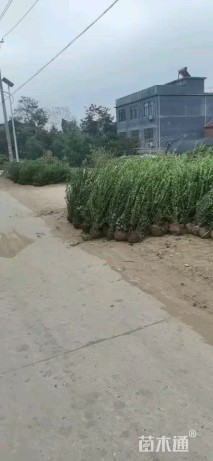 高度55厘米卫矛