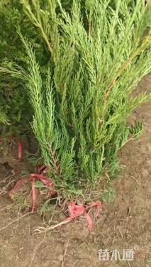 高度60厘米龙柏小苗