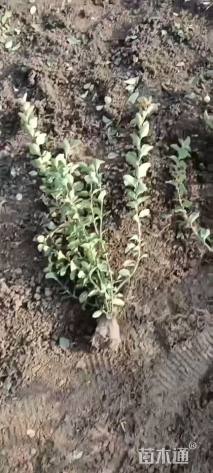 50厘米大叶扶芳藤