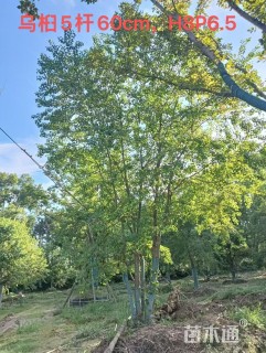 50公分(3杆)丛生乌桕