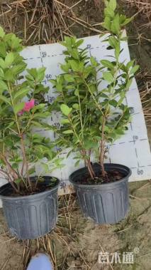 容器苗安酷杜鹃