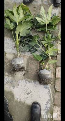 高度25厘米八角金盘