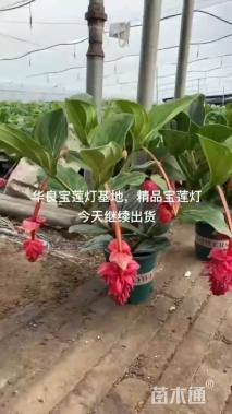 高度40厘米宝莲花