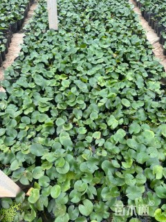 高度15厘米睡莲