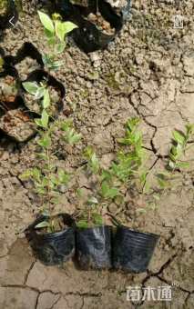 高度20厘米花叶香桃木