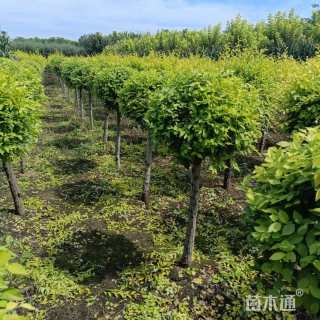 冠幅60厘米金叶榆球