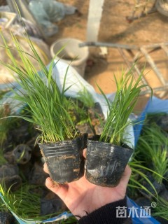 高度25厘米芦苇