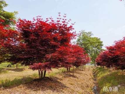 高度200厘米丛生红枫