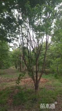 8公分(6杆)丛生朴树
