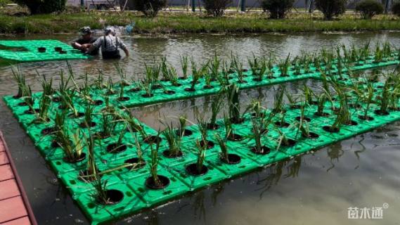 300厘米生态浮岛