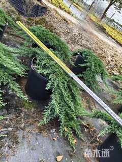 高度20厘米铺地柏