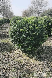 高度80厘米金森女贞