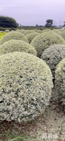 冠幅100厘米银姬小蜡球