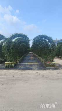 高度300厘米三角梅