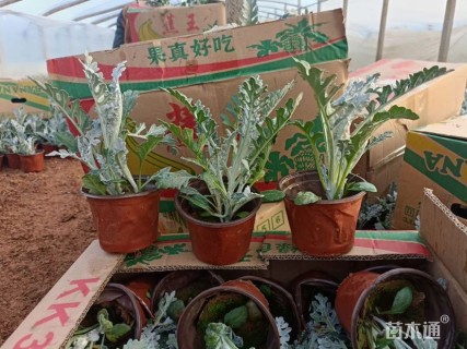 高度15厘米银叶菊