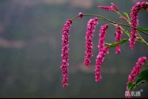 高度80厘米红蓼