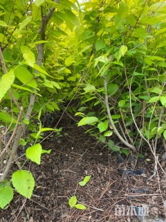 高度50厘米金叶榆小苗